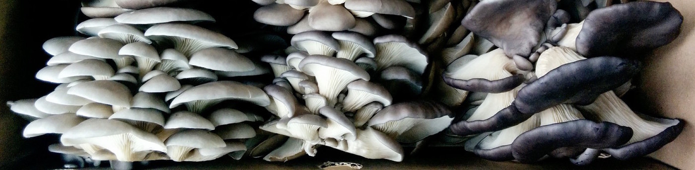 Banners for the Blanc de Gris - Champignons frais Website