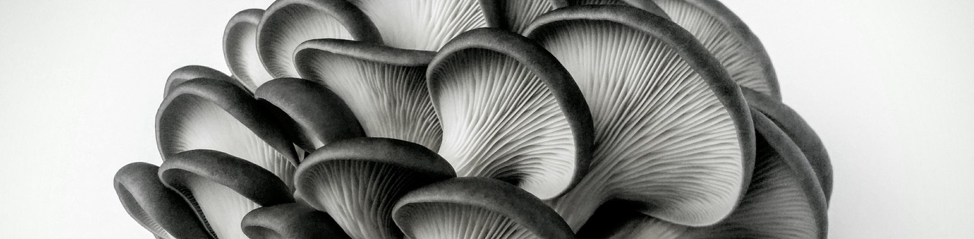 Banners for the Blanc de Gris - Champignons frais Website