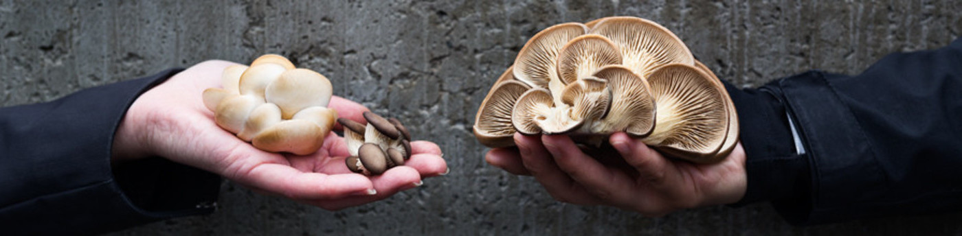 Banners for the Blanc de Gris - Champignons frais Website